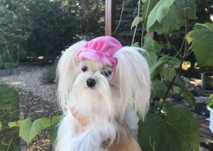 CAPPY -MÜTZE Hunde Mütze LADY