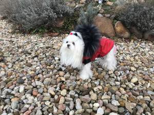 Dicke Hunde Winterjacke mit Fell RED
