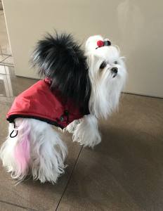 Dicke Hunde Winterjacke mit Fell RED