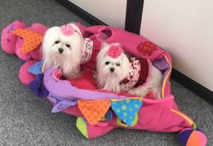 Hundebett Dinosaurier pink Lustiges Hundebett