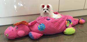 Hundebett Dinosaurier pink Lustiges Hundebett