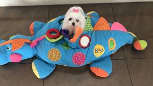 Hundebett Dinosaurier türkisblau Lustiges Hundebett