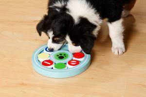Hunde Doggy Brain Train Candy