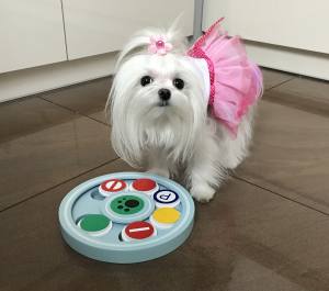 Hunde Doggy Brain Train Candy