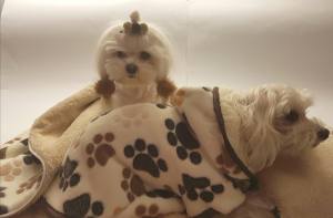 Doppelseitiger Bademantel für Hunde XL BROWN  PAW EINZELSTÜCK
