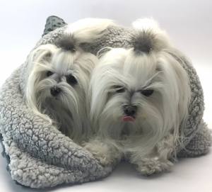 Doppelseitiger Bademantel für Hunde KNOCHEN GRAU