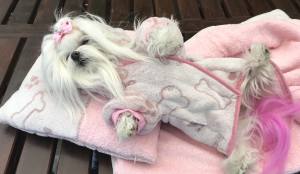 Doppelseitiger Bademantel für Hunde KNOCHEN ROSA