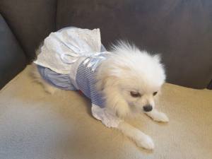 Drindl blau-weiss Kleid für Hunde RESTPOSTEN