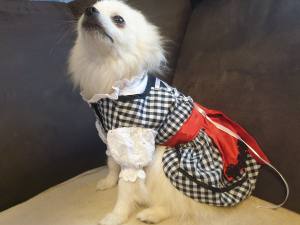Drindl für den Hund zum Oktoberfest in schwarz karo RESTPOSTEN