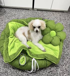 FLOWER Hundebett Limited Edition LIGHT GREEN