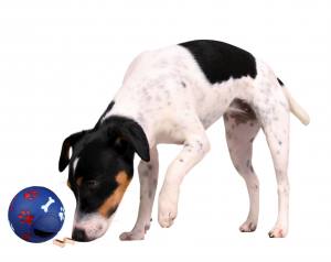 Hunde FUTTERBALL Snack Beschäftigungsball 11 cm
