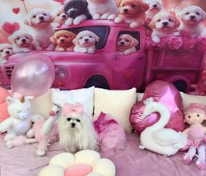Fotohintergrund pink/Rosa Hunde