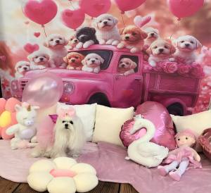 Fotohintergrund pink/Rosa Hunde