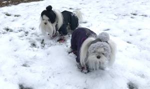 *GREY ANTHRAZIT PAWS *Wintermantel Schal/Geschirr kurze Beine für Hunde