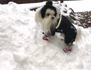*GREY ANTHRAZIT PAWS *Wintermantel Schal/Geschirr kurze Beine für Hunde