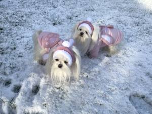 Gesteppte Winterjacke Rosa Hase