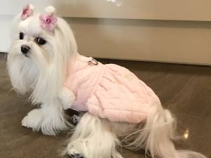 Gesteppte Winterjacke PINK  DREAM mit Leine
