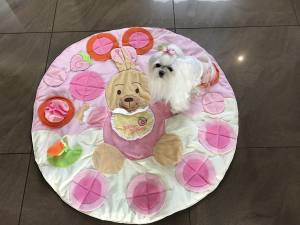 HÄSCHEN Schnüffelteppich Spielteppich für Hunde,Katzen,Welpen