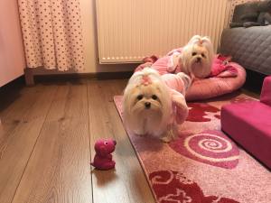Hunde Spielzeug HUND aus Latex Spielzeug