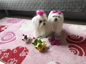 Hunde Spielzeug kleiner Freund für Ihren Hund