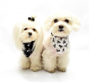 Halstuch/Halsband 2 in  1 * SKULL BLACK *bis Gr.5