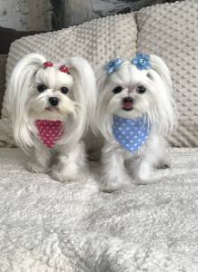 Halstuch/Halsband 2 in 1 für Hunde  LITTLE HEART