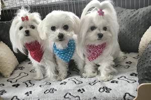 Halstuch/Halsband 2 in 1 für Hunde  LITTLE HEART
