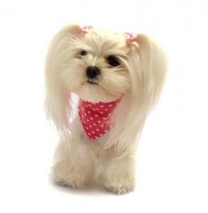 Halstuch/Halsband 2 in 1 für Hunde  LITTLE HEART