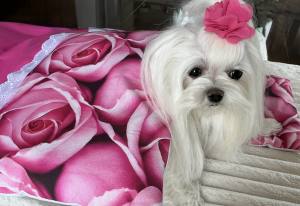 Hunde Bettdecke mit Kissen ROSEN