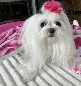 Hunde Bettdecke mit Kissen ROSEN