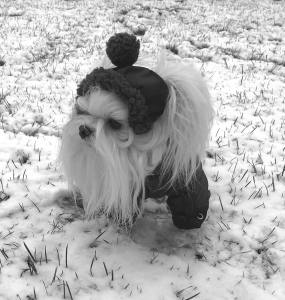 Hunde Bommelmütze BLACK