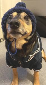 Hunde Bommelmütze BLUE