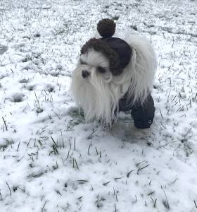 Hunde Bommelmütze BROWN