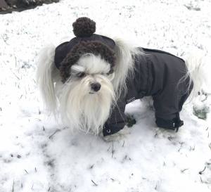 Hunde Bommelmütze BROWN