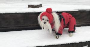 Hunde Bommelmütze  RED