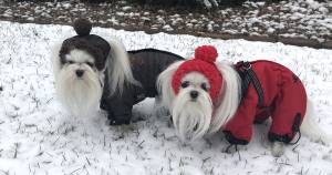 Hunde Bommelmütze  RED
