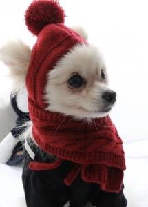 Hunde CAPPY RED SNOW DOG + Schal
