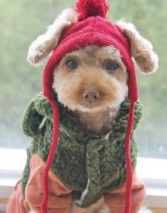 Hunde CAPPY DARKRED SNOW DOG + Schal