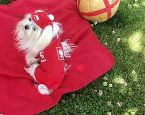 Hunde Cappy POLEN