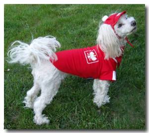 Hunde Cappy POLEN