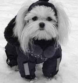 Hunde Cappy Wintermütze NESNA BLACK