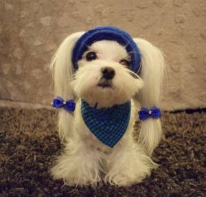 Hunde Cappy Wintermütze NESNA  BLUE