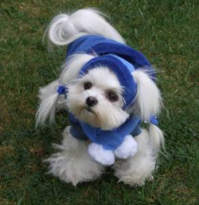 Hunde Cappy Wintermütze NESNA  BLUE