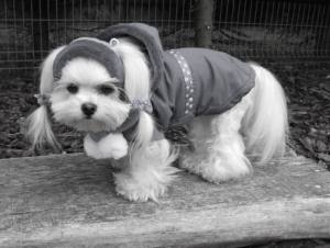 Hunde Cappy Wintermütze NESNA GREY