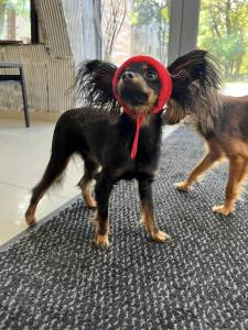 Hunde Cappy Wintermütze NESNA RED
