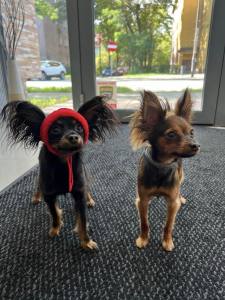 Hunde Cappy Wintermütze NESNA RED