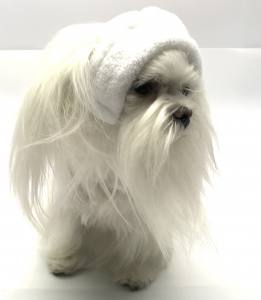 Hunde Cappy Wintermütze NESNA WHITE