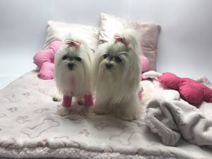 Hunde-Decke Kuscheldecke BONE ROSA
