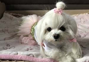 Hunde-Decke Kuscheldecke BONE ROSA