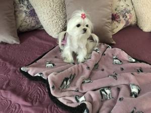 Hunde-Decke Kuscheldecke BULLDOGGE